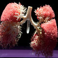 &bdquo;The Human Body Exhibition&ldquo; &ndash; plaučiai