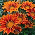 Gazanija