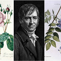 Pierre&rsquo;as Josephas Redoute