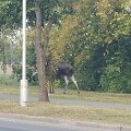 Kaune prie Neries slampinėjo briedis