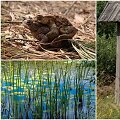 Ilgabalės pažintinis takas