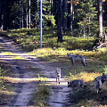 Vilkai pasienyje