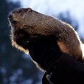 JAV &scaron;vilpikas Philas pamatė savo &scaron;e&scaron;ėlį ir prognozuoja ilgą žiemą