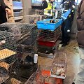 Prekeivis antisanitarinėmis sąlygomis neteisėtai laikė &scaron;imtus gyvūnų