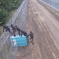 Nelegalūs migrantai bando kirsti Lenkijos &ndash; Baltarusijos sieną