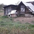 Gyvūnas