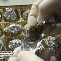 Policija susėmė Klaipėdos apskrityje besiformavusią narkotikų platintojų gaują