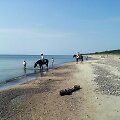 Žirgai Karklės pakrantėje