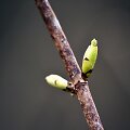 Pavasaris 