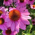 Rausvažiedė ežiuolė (Echinacea purpurea)