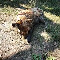 Elektrėnų ugniagesiai gelbėtojai i&scaron;gelbėjo &scaron;unį po sudėtingos operacijos
