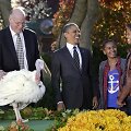 JAV prezidentas Barackas Obama su dukromis Sasha ir Malia ir kalakutu, kuriam per Padėkos dieną buvo suteikta malonė