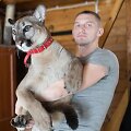 Lenkijos pareigūnai ie&scaron;ko kari&scaron;kio, pabėgusio su savo puma