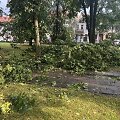 Vilniuje dėl liūties virsta medžiai