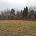 Molėtų rajone pastebėta stirna albinosė