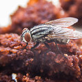 Musė ant torto