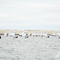 Regata
