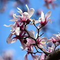 Pirmosios gėlės priminė magnolijų žiedus