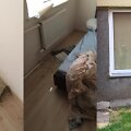 Vagys langą i&scaron;kūlė &scaron;aligatvio plyta