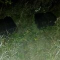 Rastas kontrabandos krovinys