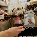Nyderlanduose alus gaminamas ir &scaron;unims