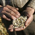 &Scaron;iemet grūdų kokybė nėra pati geriausia, bet ūkininkai nesiskundžia