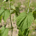Apyniai