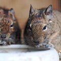 Degu