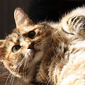 Katė