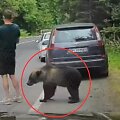 Vyro susidūrimas su me&scaron;ka Rumunijoje prajuokino internetą