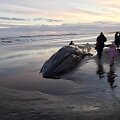 Islandijos paplūdimyje lietuvis užfiksavo bangų i&scaron;mestą nugai&scaron;usį banginį