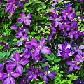 Raganė &bdquo;Jackmanii Purpurea&ldquo;