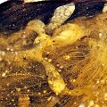 Gintare i&scaron;saugotos dinozauro fosilijos