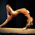 Body Worlds Vital eksponatai