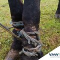 Prienų rajono gyventojos kieme surado pančiais sužalotą arklį