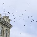 Sekmadienį Vilniuje - balta, balta. Nosis kutena žvarbus vėjas.