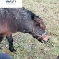 Lazdijų rajone nustatytas žiauraus elgesio su poniu atvejis