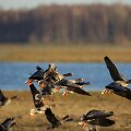 Pauk&scaron;čių migracija Nemuno Deltoje