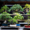 Objektyve - bonsai