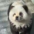 Čiau čiau įuo perdažytas, kad atrodytų kaip panda