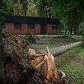 Nuvirtę medžiai Vingio parke