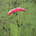 Parasparnis