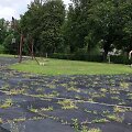 Roki&scaron;kio stadioną patys  sportininkai  vadina sodu  dėl vasarą jame auganćių žolių