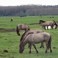 Latvijos Kemerių nacionaliniame parke besiganantys arkliai