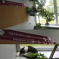 Katinas Vilniaus miesto klinikinėje ligoninėje