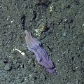 Gelmių augalas, vadinamas &bdquo;violetine kojinaite&ldquo; 