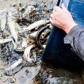 Į Lietuvos vandens telkinius i&scaron;leista apie 12 mln. įvairių žuvų