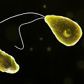 Naegleria fowleri ameba