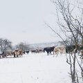 Josvainių seniūnijos Karūnavos kaime ūkininkaujantis ūkininkas visus metus gyvulius laiko lauke &ndash; nesvarbu sninga ar lyja. Net per didesnius snygius gyvuliai, pasak žmonių, gyvena lauke