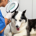 Veterinaras apžiūri haskį 